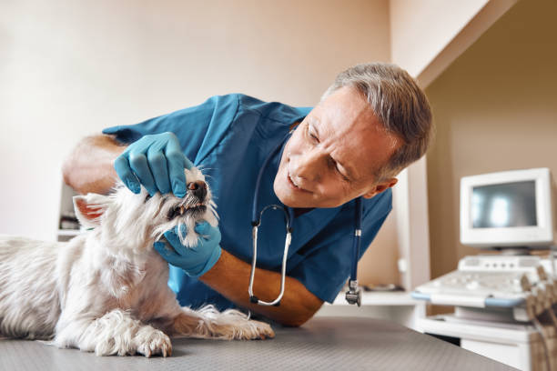 Best Emergency Root Canal Therapy in Middlesborough, KY